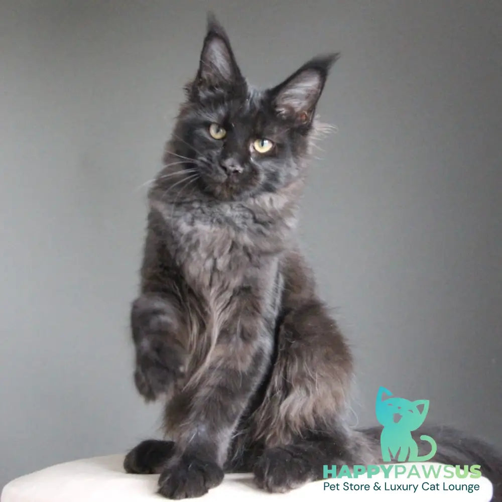 Chanel Maine Coon female black - live animals