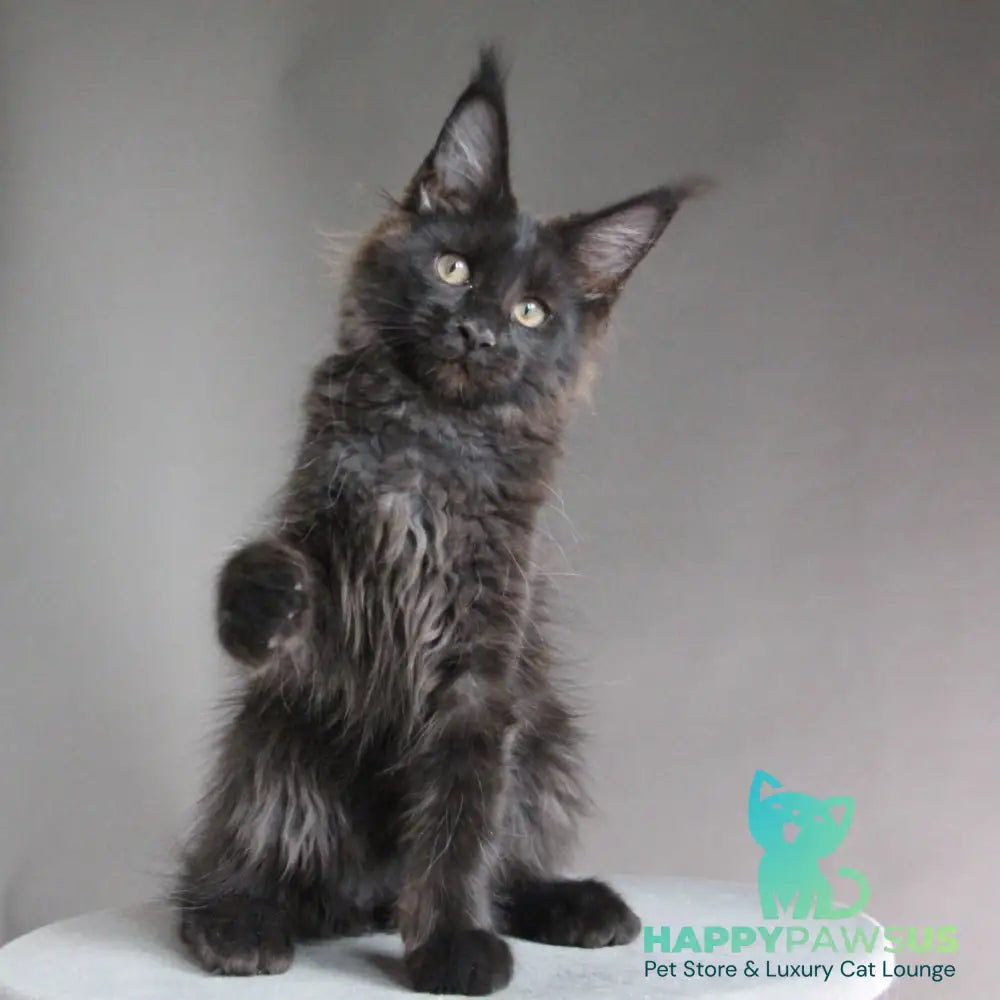 Chanel Maine Coon female black - live animals