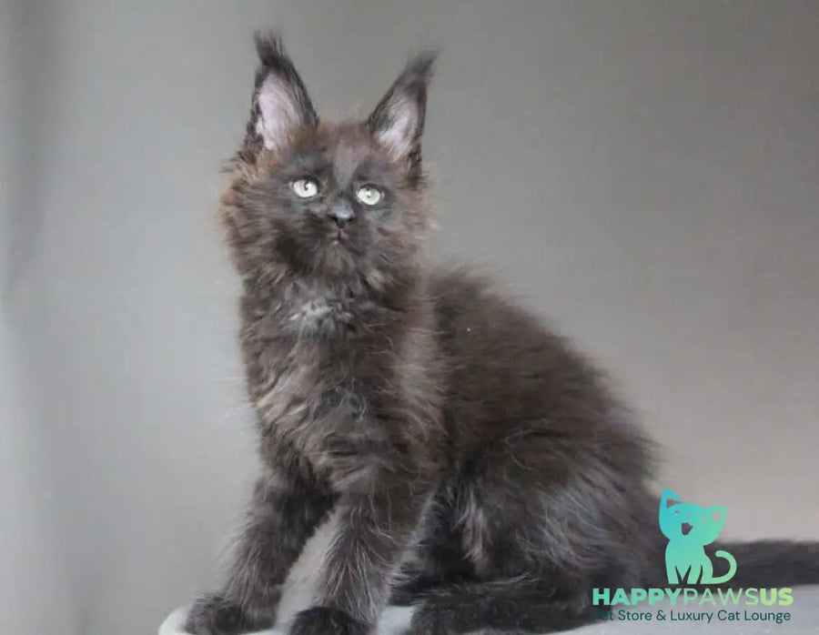Chanel Maine Coon female black - live animals