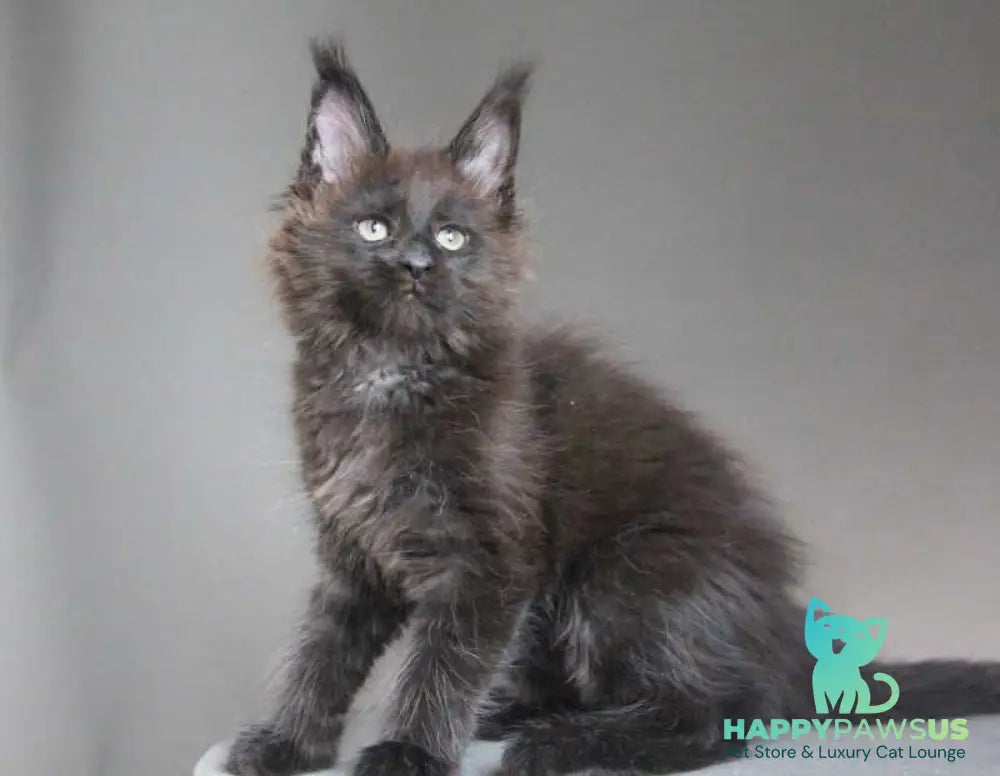 Chanel Maine Coon female black - live animals