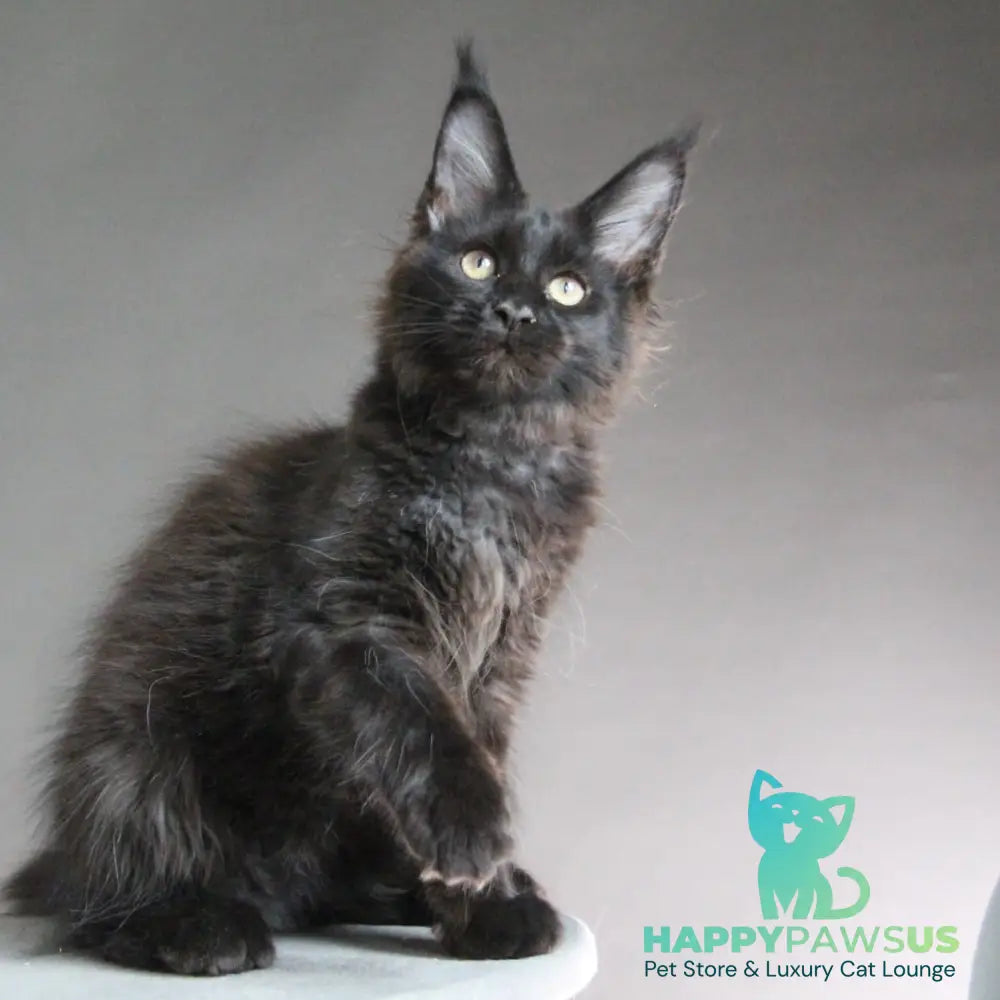 Chanel Maine Coon female black - live animals