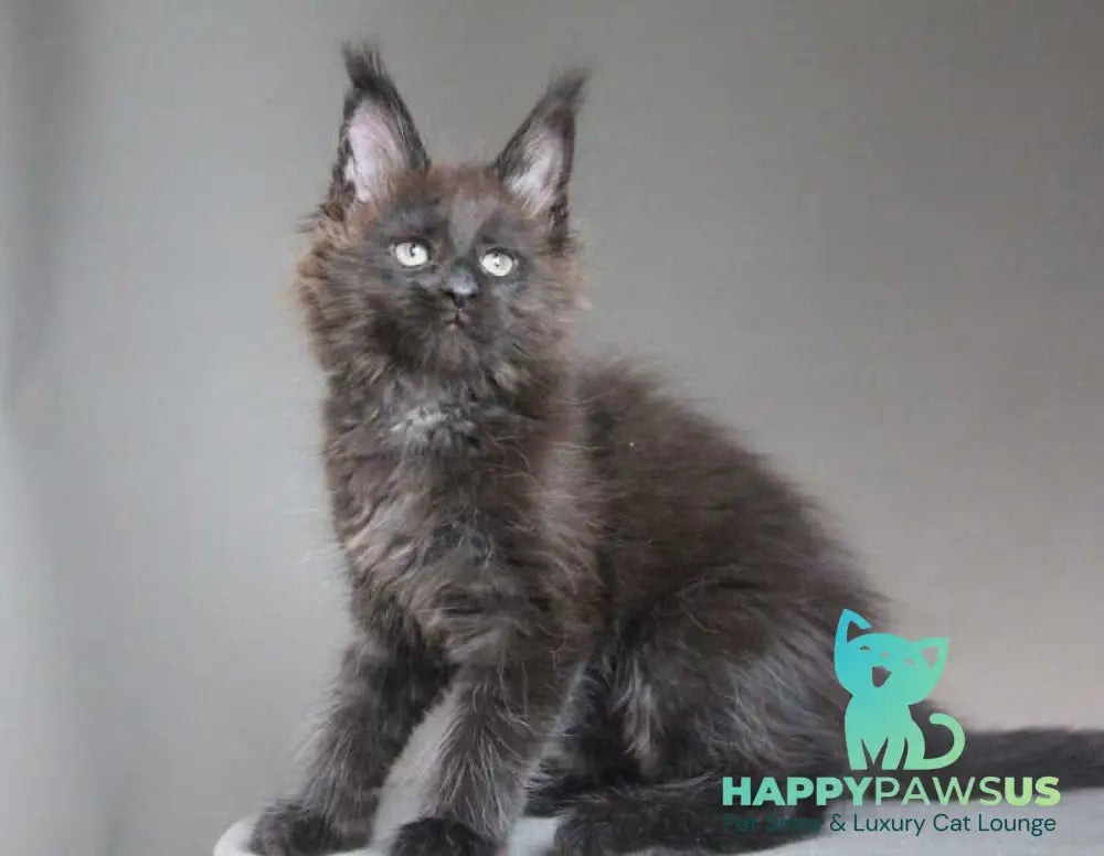 Chanel Maine Coon female black - live animals