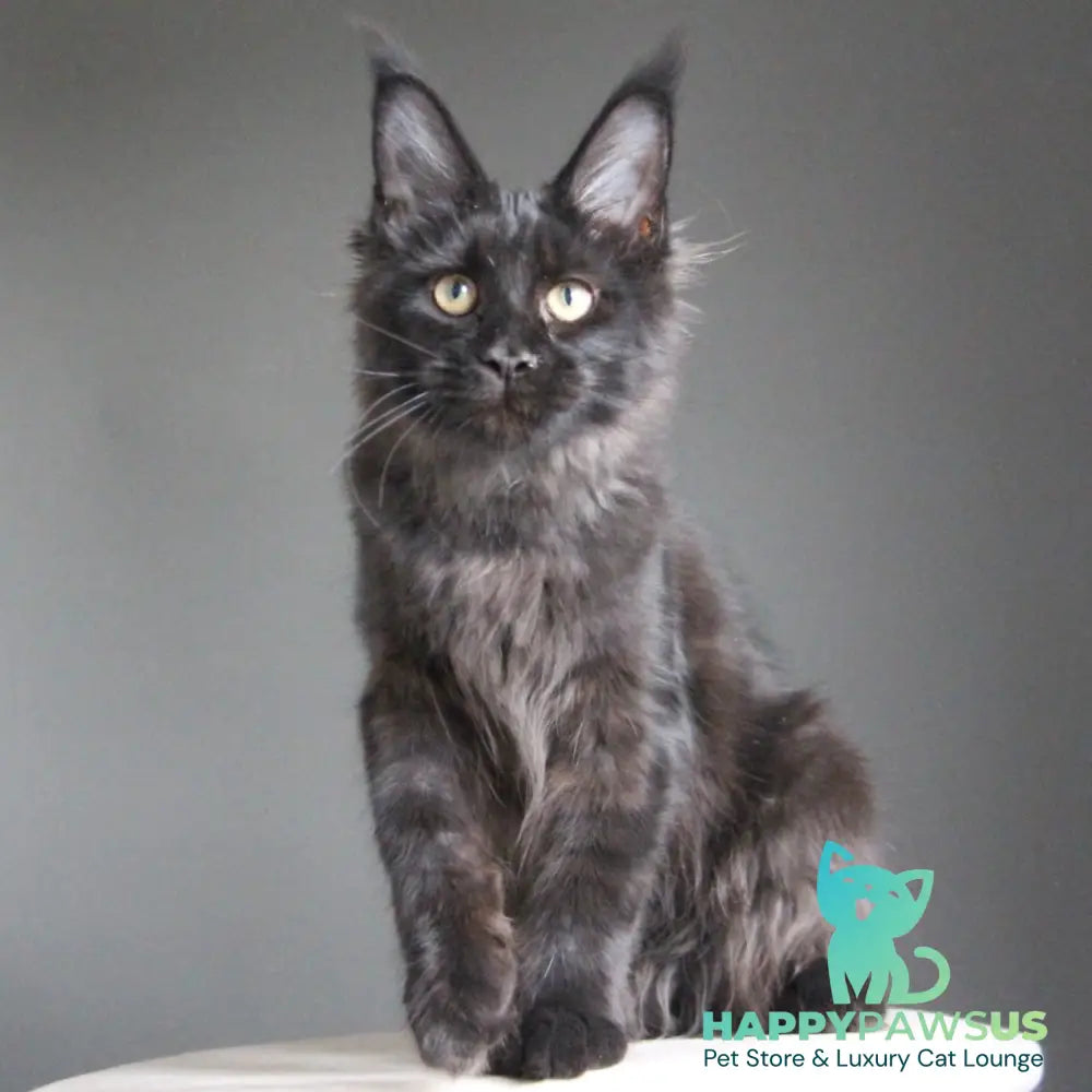 Chanel Maine Coon female black - live animals