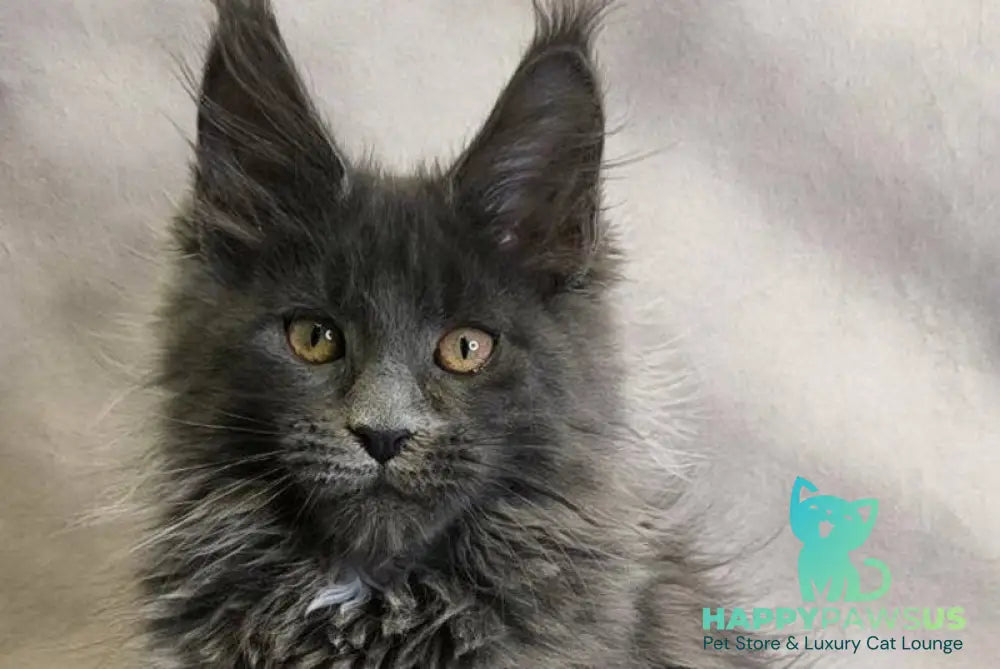 Chanel Maine Coon female blue live animals