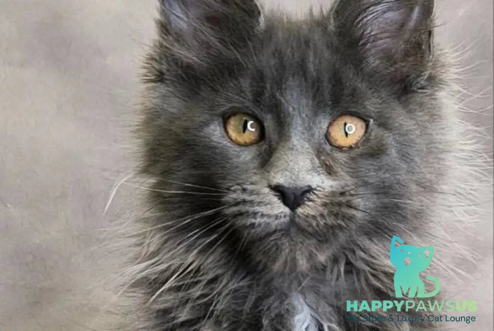 Chanel Maine Coon female blue live animals