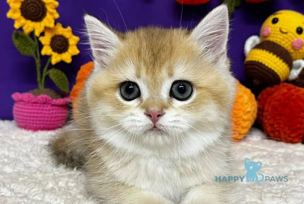 Chanel Scottish Straight female black golden chinchilla live animals