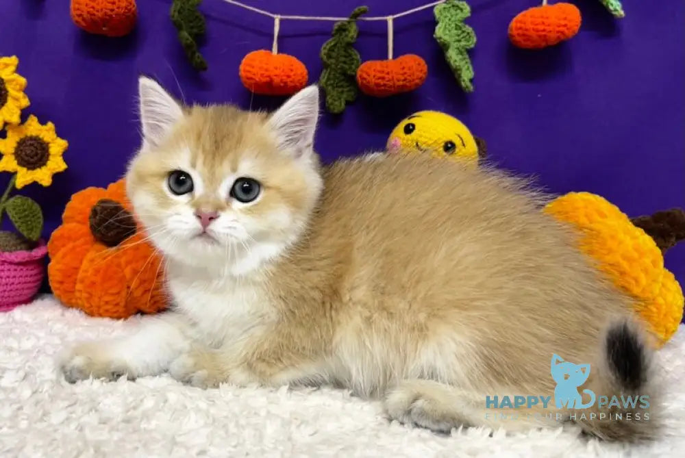 Chanel Scottish Straight female black golden chinchilla live animals