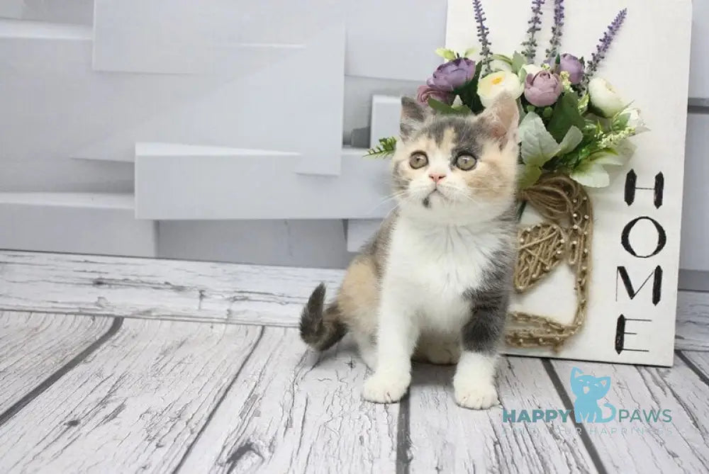 Chanel Scottish Straight female blue tortie tabby bicolour live animals