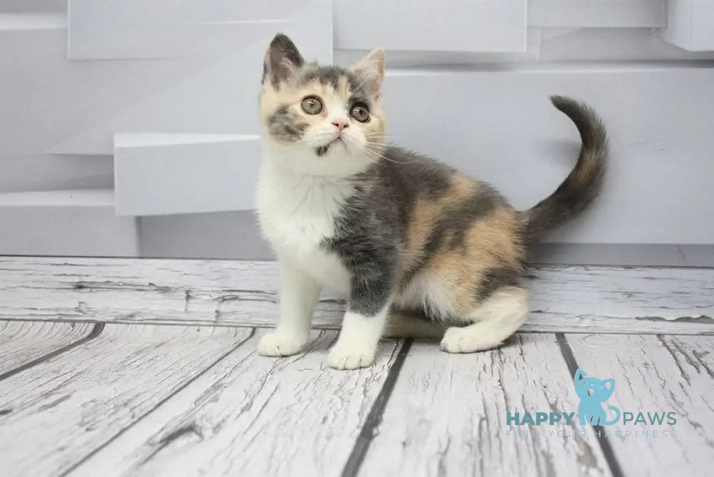 Chanel Scottish Straight female blue tortie tabby bicolour live animals