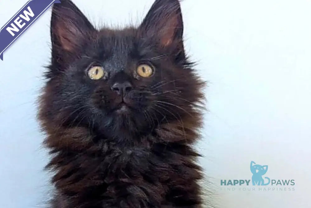 Chanti Maine Coon female black live animals