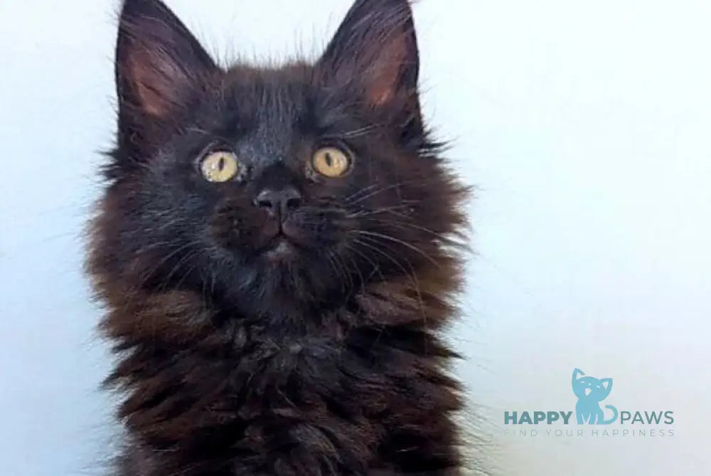 Chanti Maine Coon female black live animals