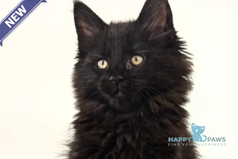 Chanti Maine Coon female black live animals