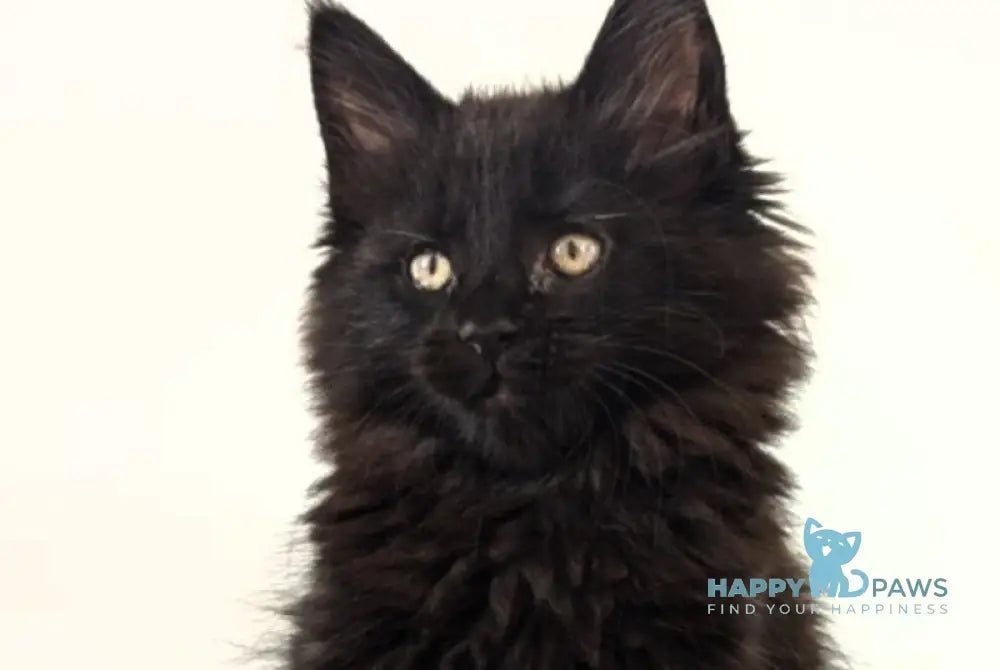 Chanti Maine Coon female black live animals