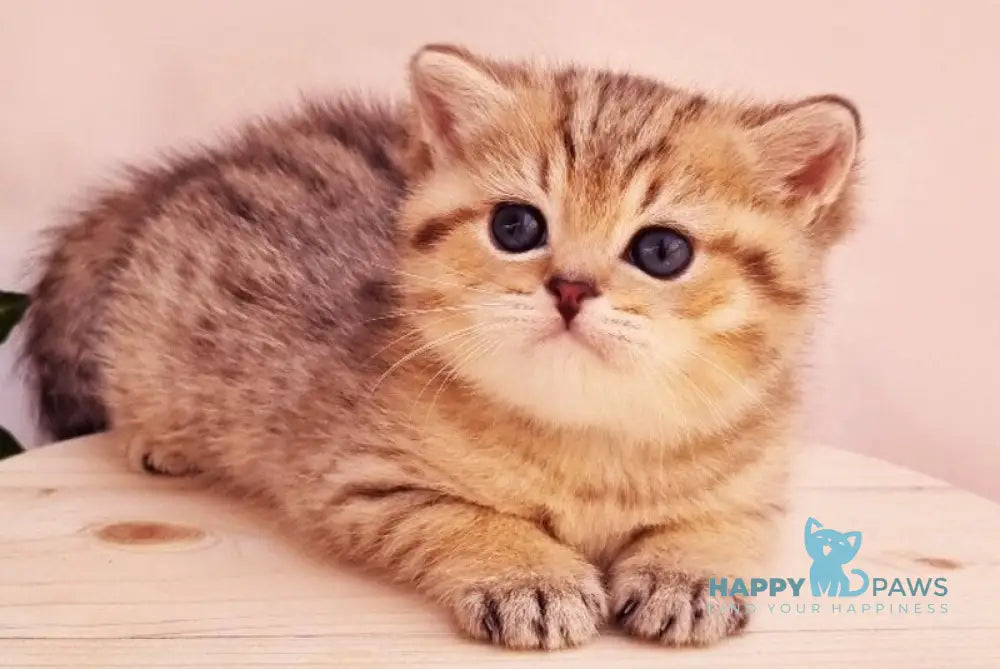 Chappy British Shorthair male black golden spotted tabby live animals