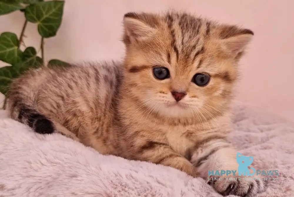 Chappy British Shorthair male black golden spotted tabby live animals