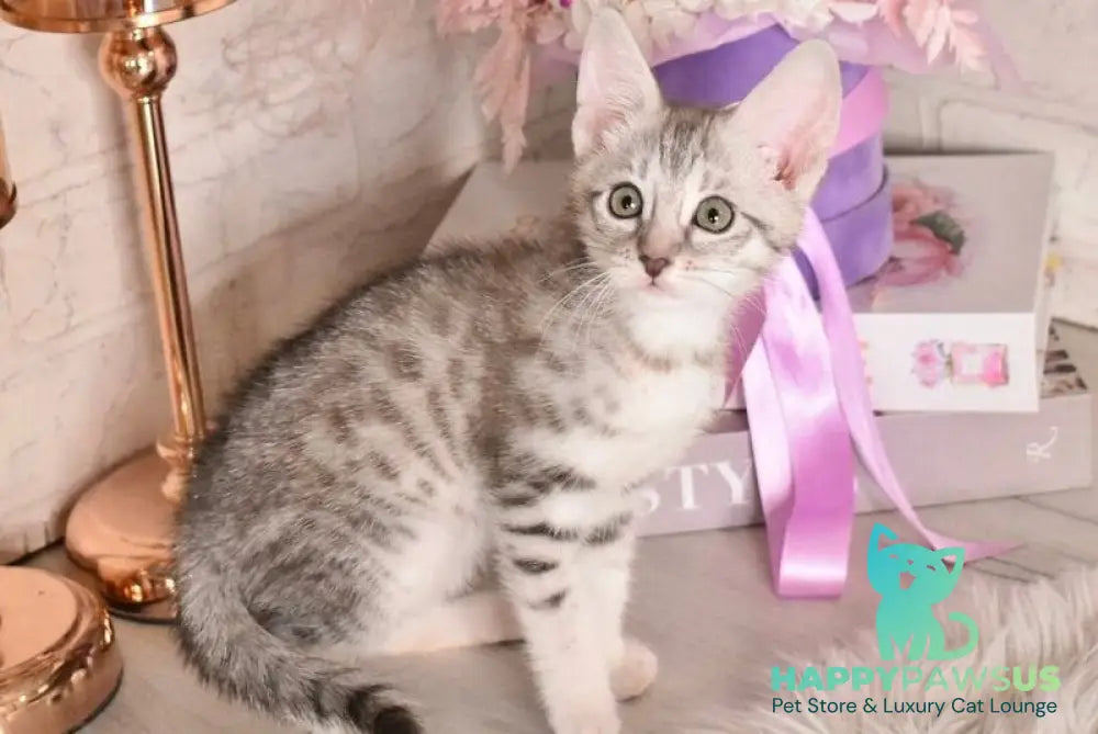 Chara Savannah female black silver spotted tabby - live animals