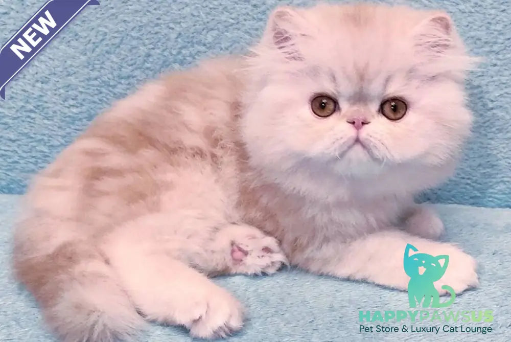 Charles Persian male red silver tabby - live animals