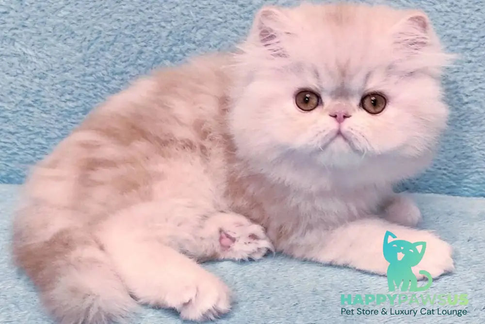 Charles Persian male red silver tabby - live animals
