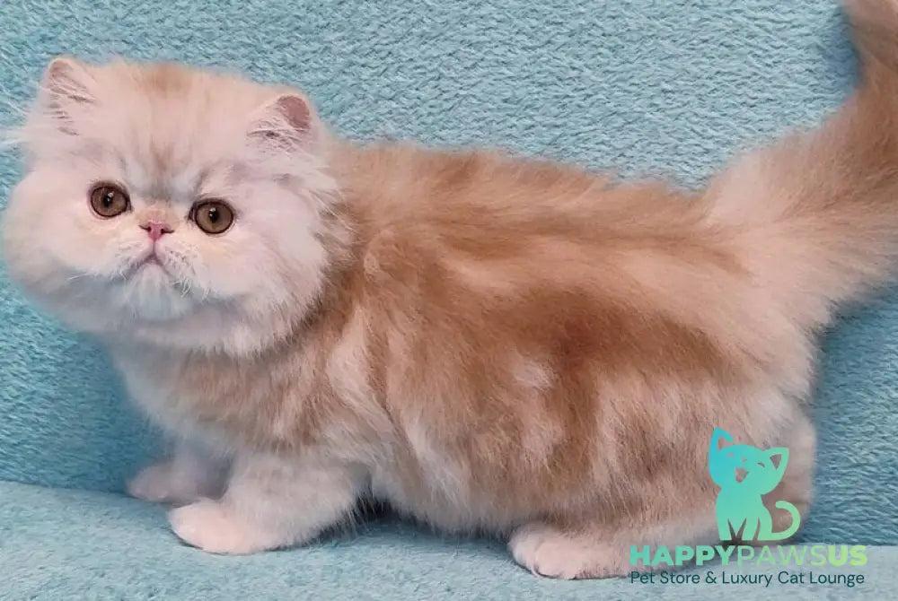 Charles Persian male red silver tabby - live animals