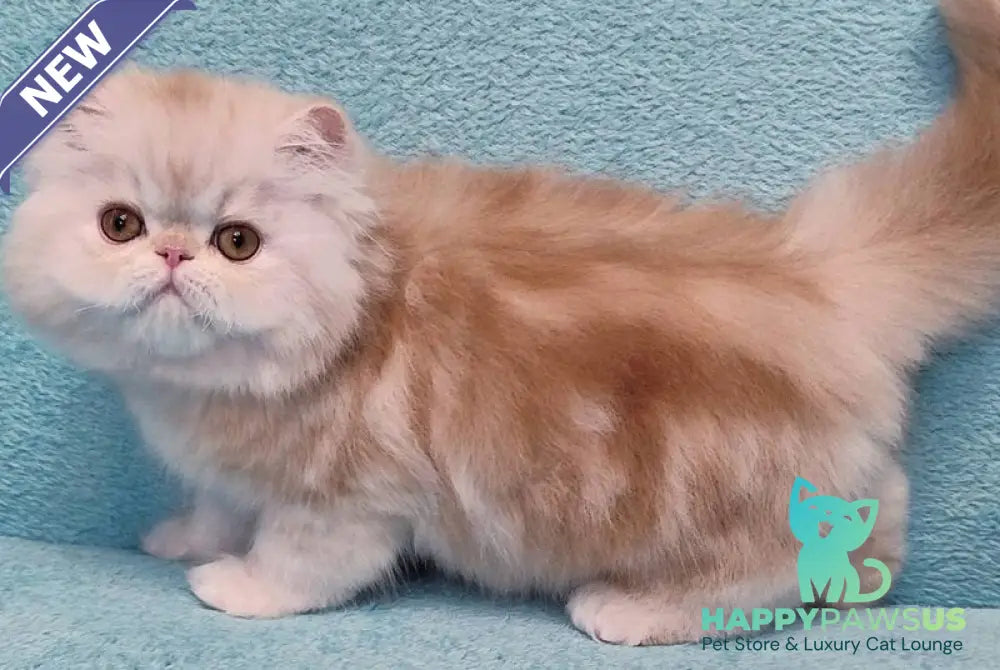 Charles Persian male red silver tabby - live animals