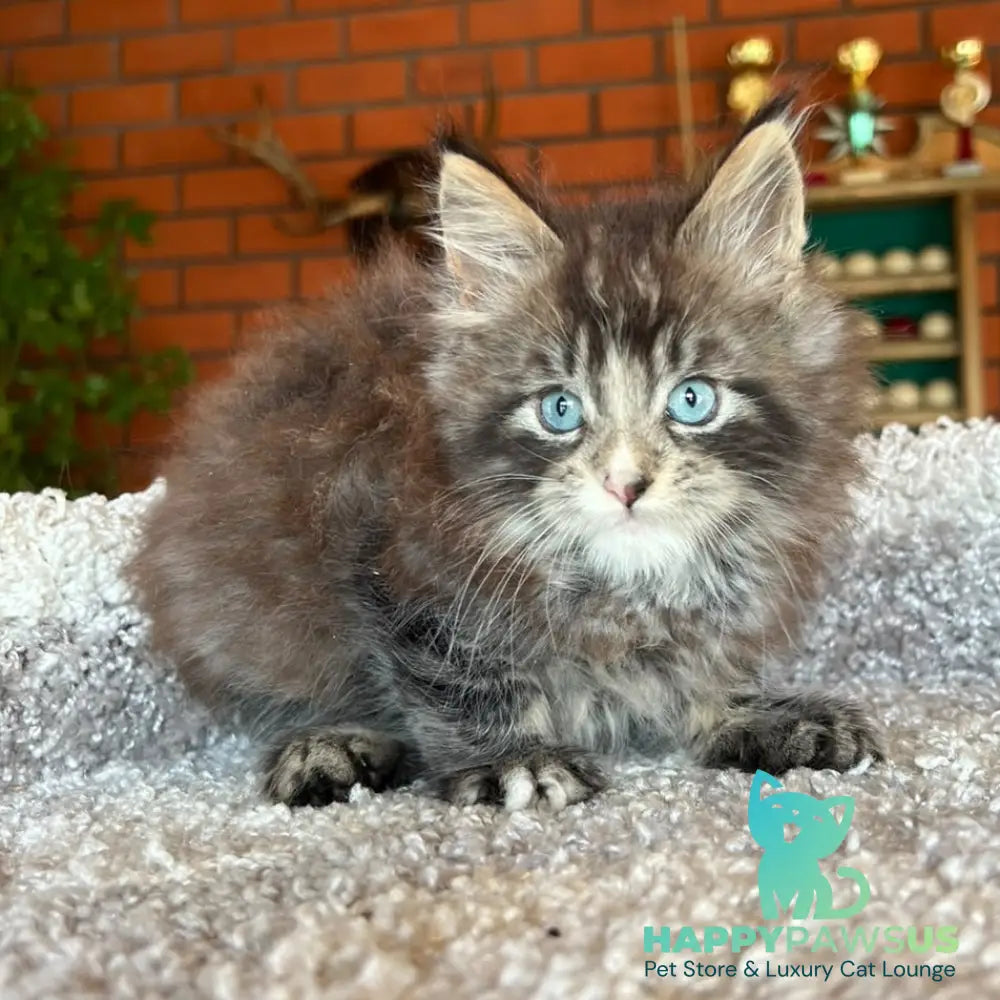 Charli Igrun Maine Coon male black tabby with white - live animals