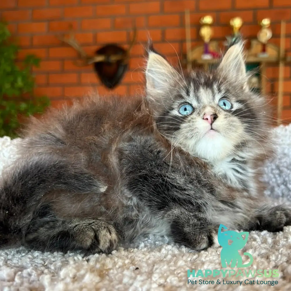 Charli Igrun Maine Coon male black tabby with white - live animals