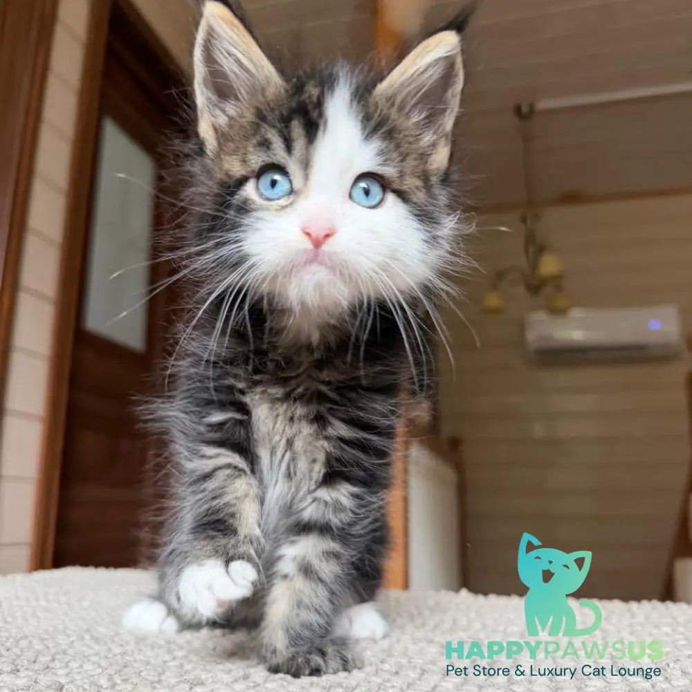 Charli Maine Coon male black tabby with white - live animals