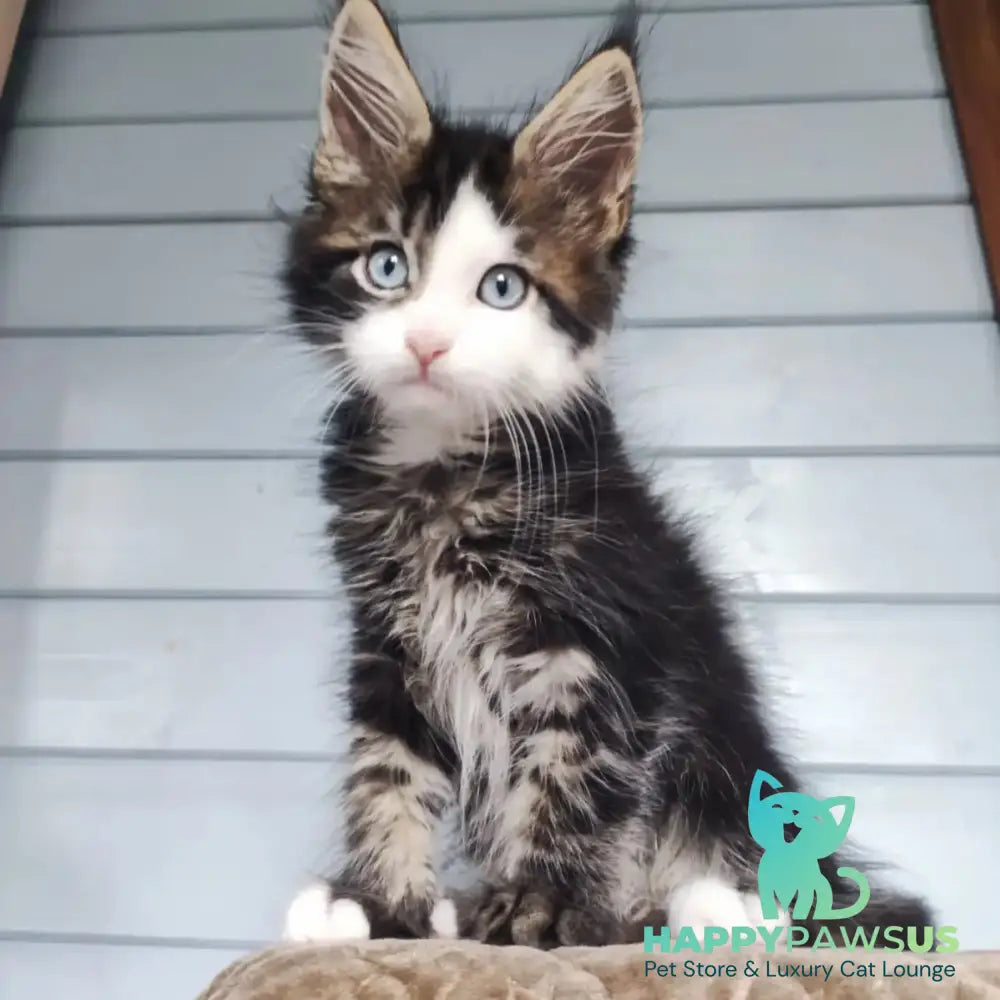 Charli Maine Coon male black tabby with white - live animals