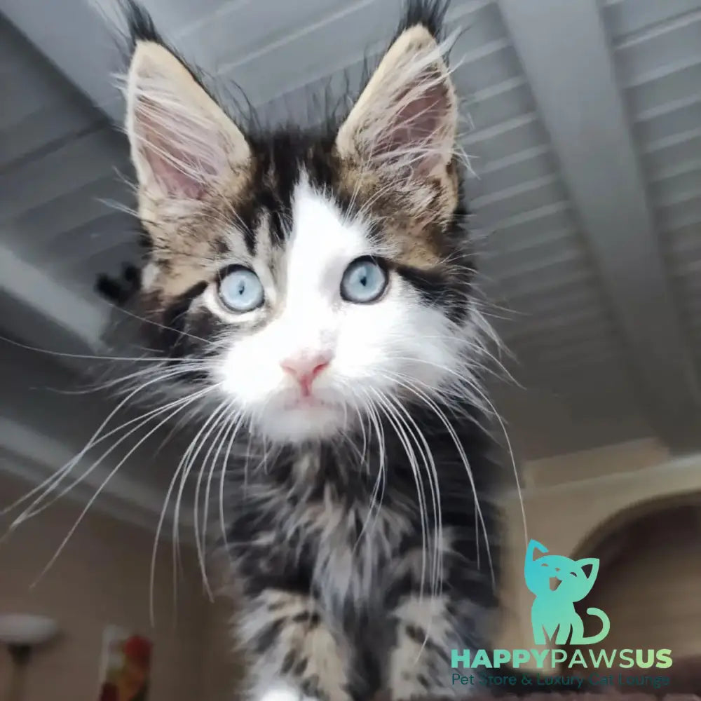 Charli Maine Coon male black tabby with white - live animals
