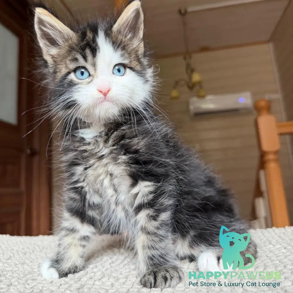 Charli Maine Coon male black tabby with white - live animals