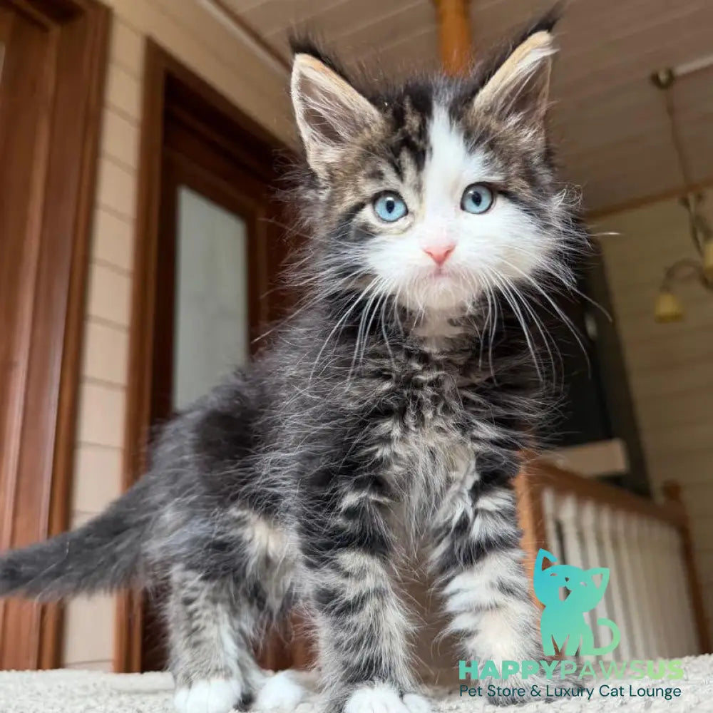 Charli Maine Coon male black tabby with white - live animals