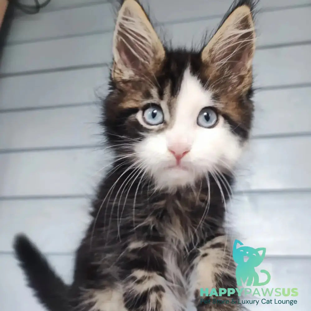 Charli Maine Coon male black tabby with white - live animals