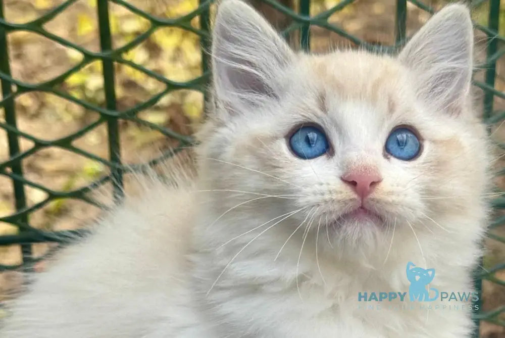 Charli Ragdoll male seal lynx bicolour live animals