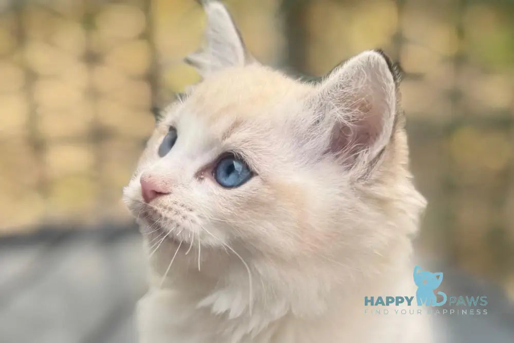 Charli Ragdoll male seal lynx bicolour live animals