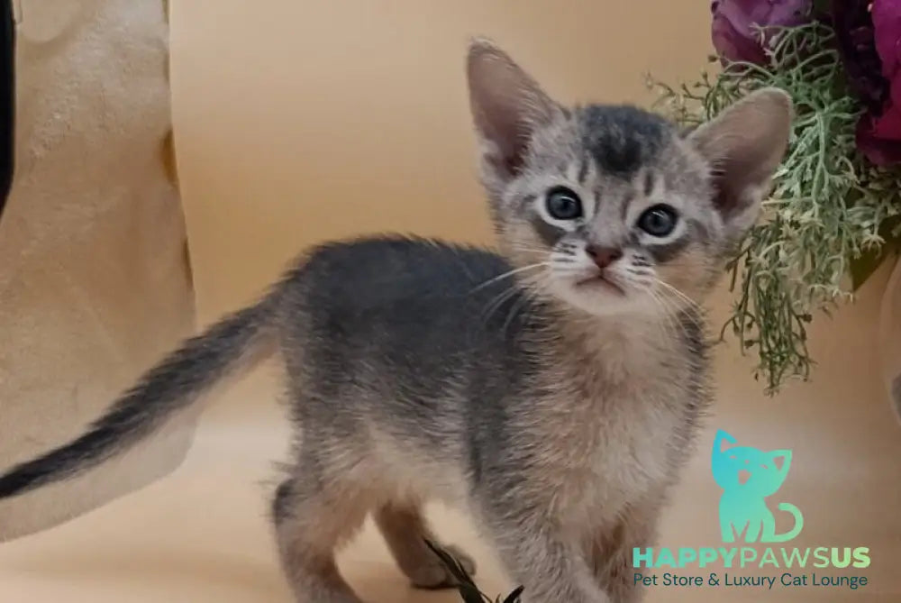 Charlie Abyssinian male blue live animals