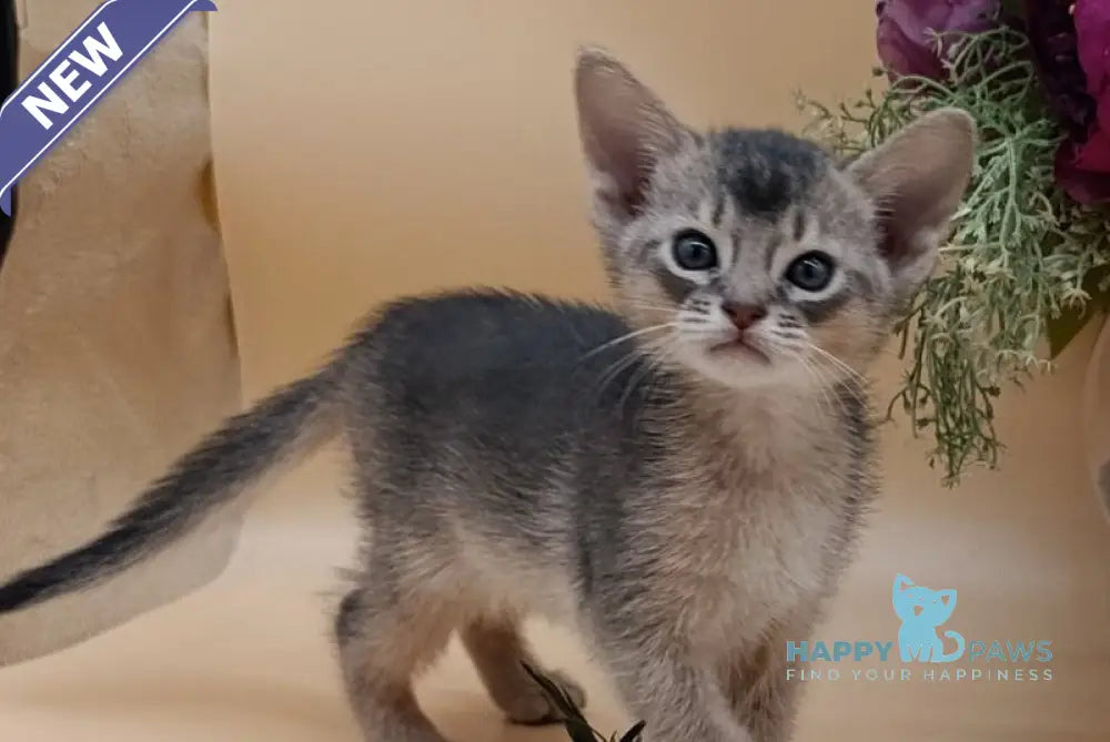 Charlie Abyssinian male blue live animals