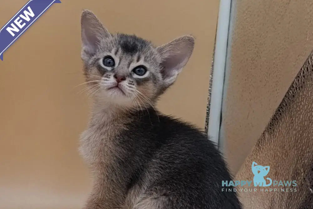 Charlie Abyssinian male blue live animals