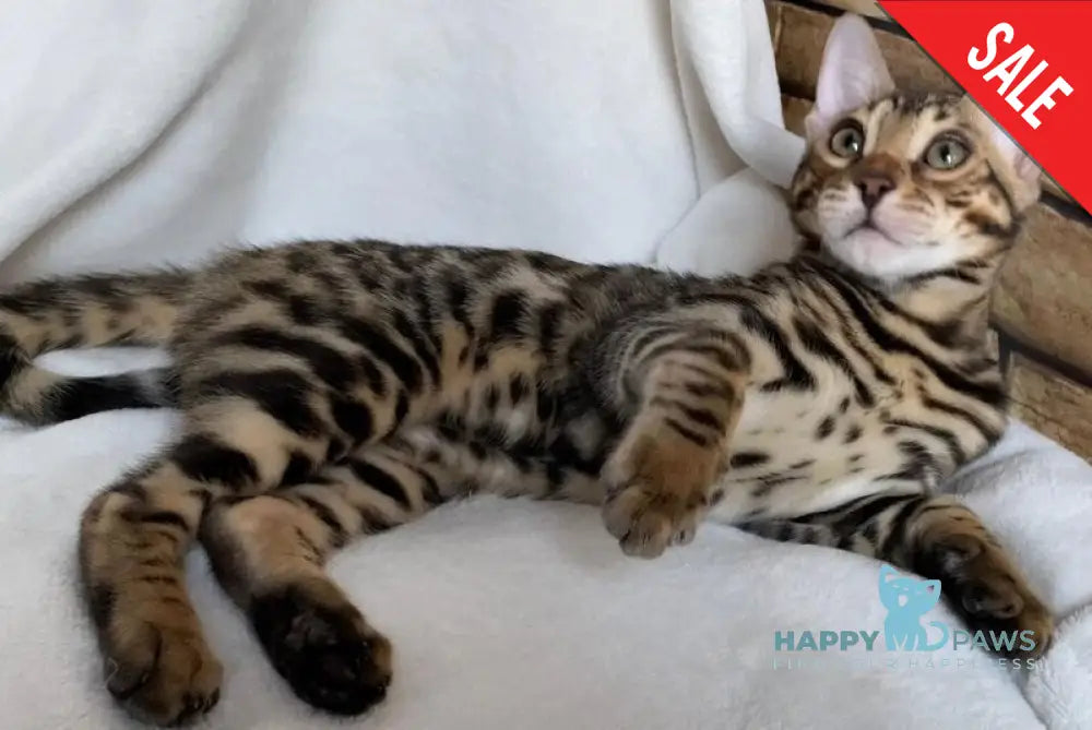 Charlie Bengal male black spotted tabby live animals
