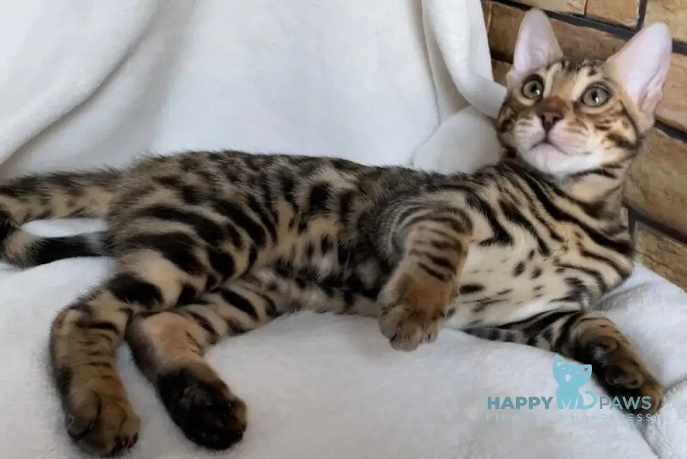 Charlie Bengal male black spotted tabby live animals