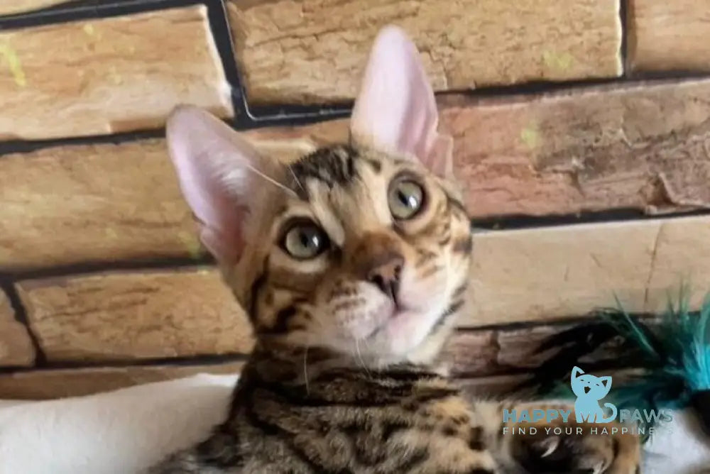 Charlie Bengal male black spotted tabby live animals