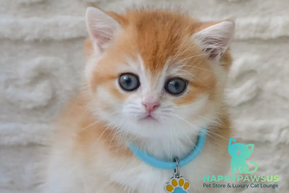 Charlie British Shorthair male black golden chinchilla - live animals