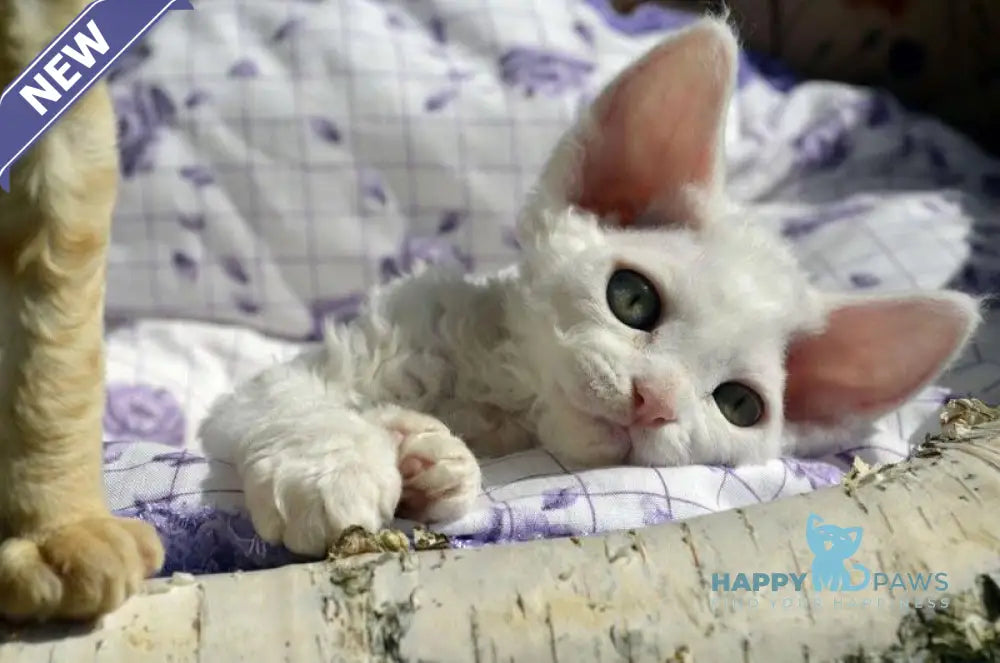 Charlie Devon Rex female white live animals