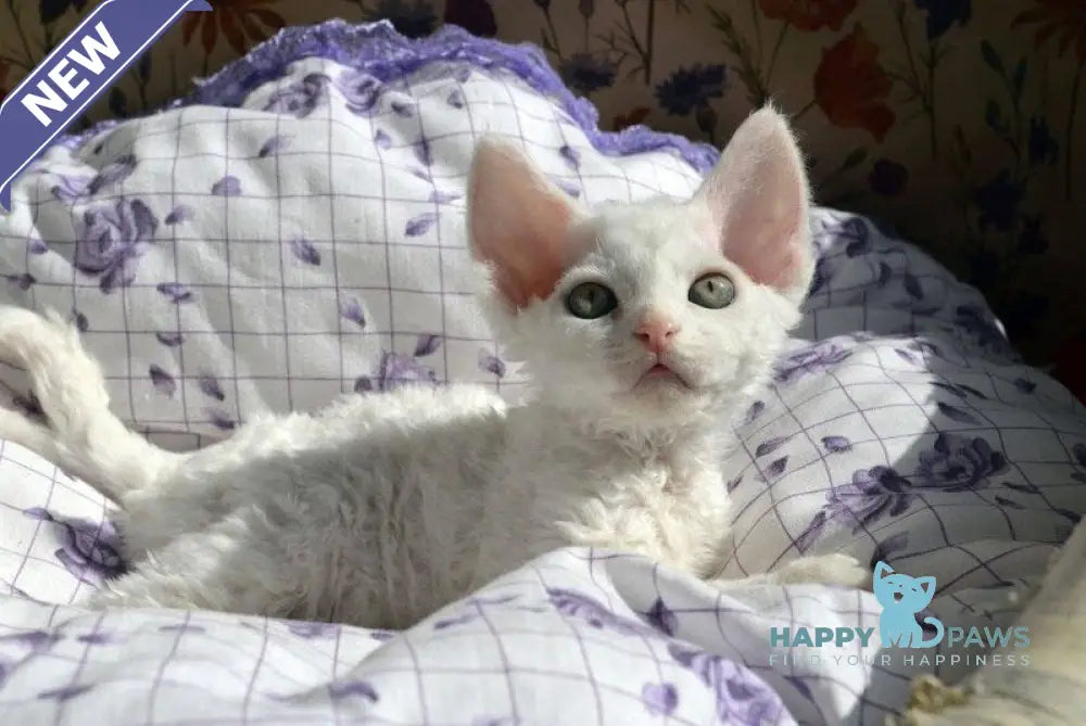 Charlie Devon Rex female white live animals