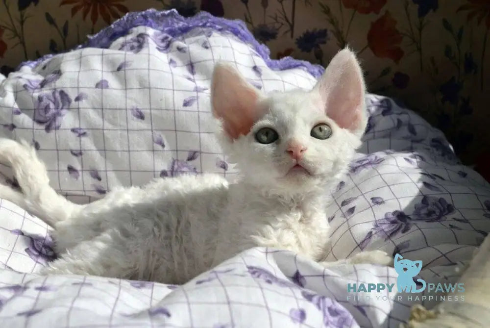 Charlie Devon Rex female white live animals