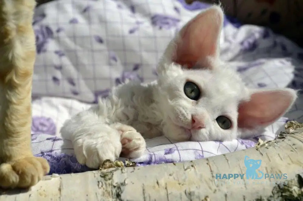 Charlie Devon Rex female white live animals