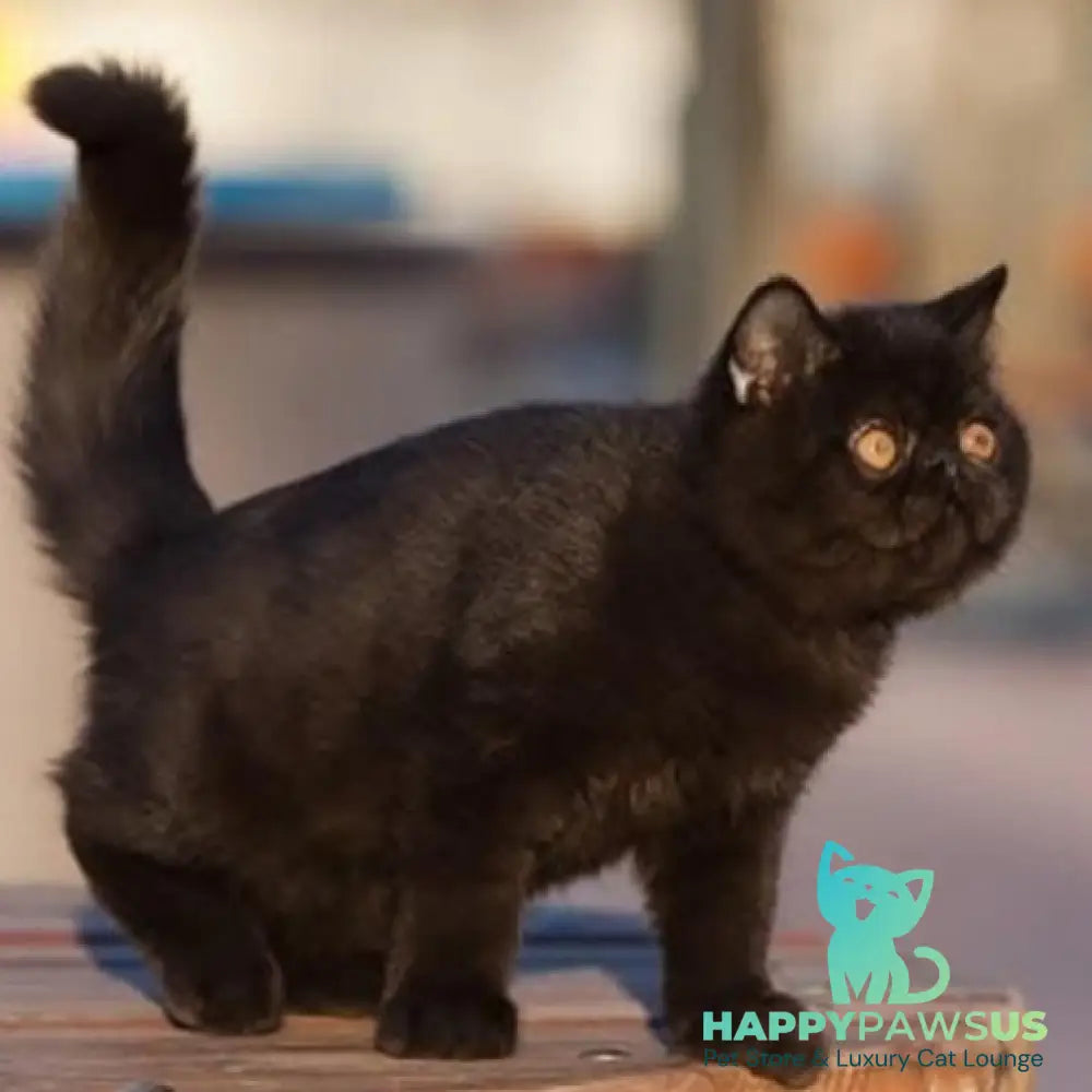 Charlie Exotic male black - live animals