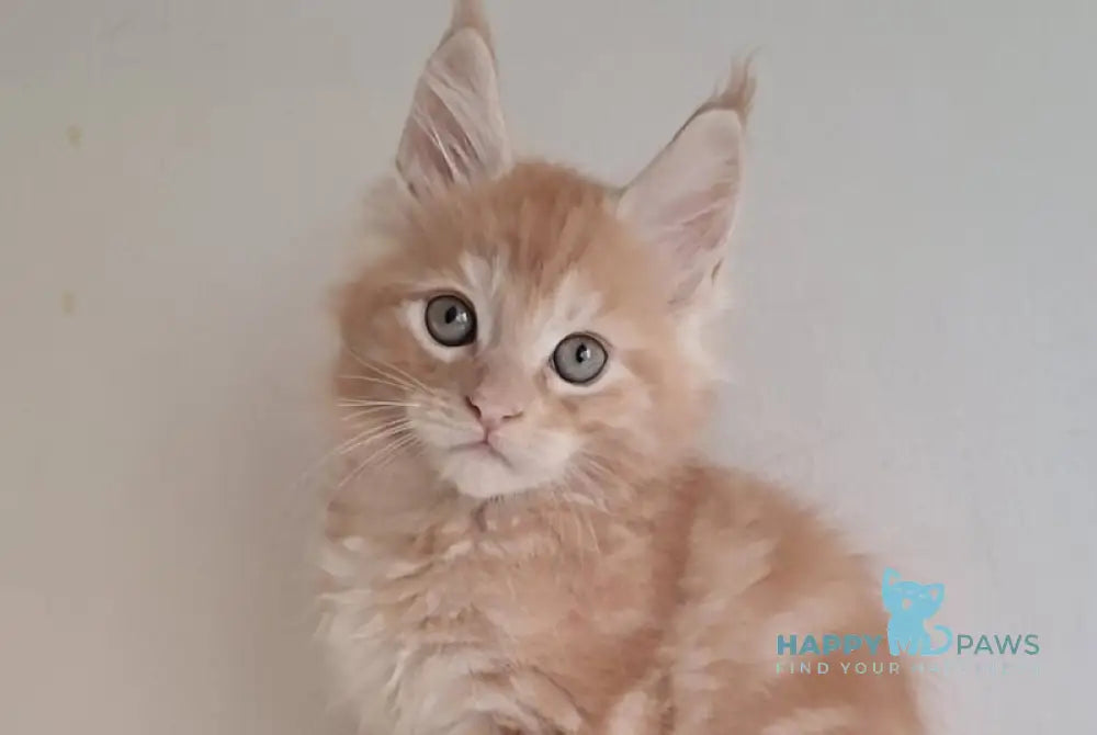 Charlie Maine Coon male red silver tabby live animals