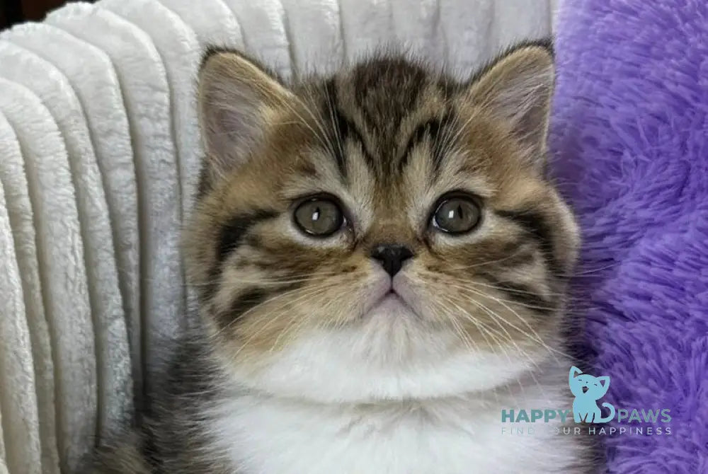 Charlie Scottish Straight male black spotted tabby bicolour live animals