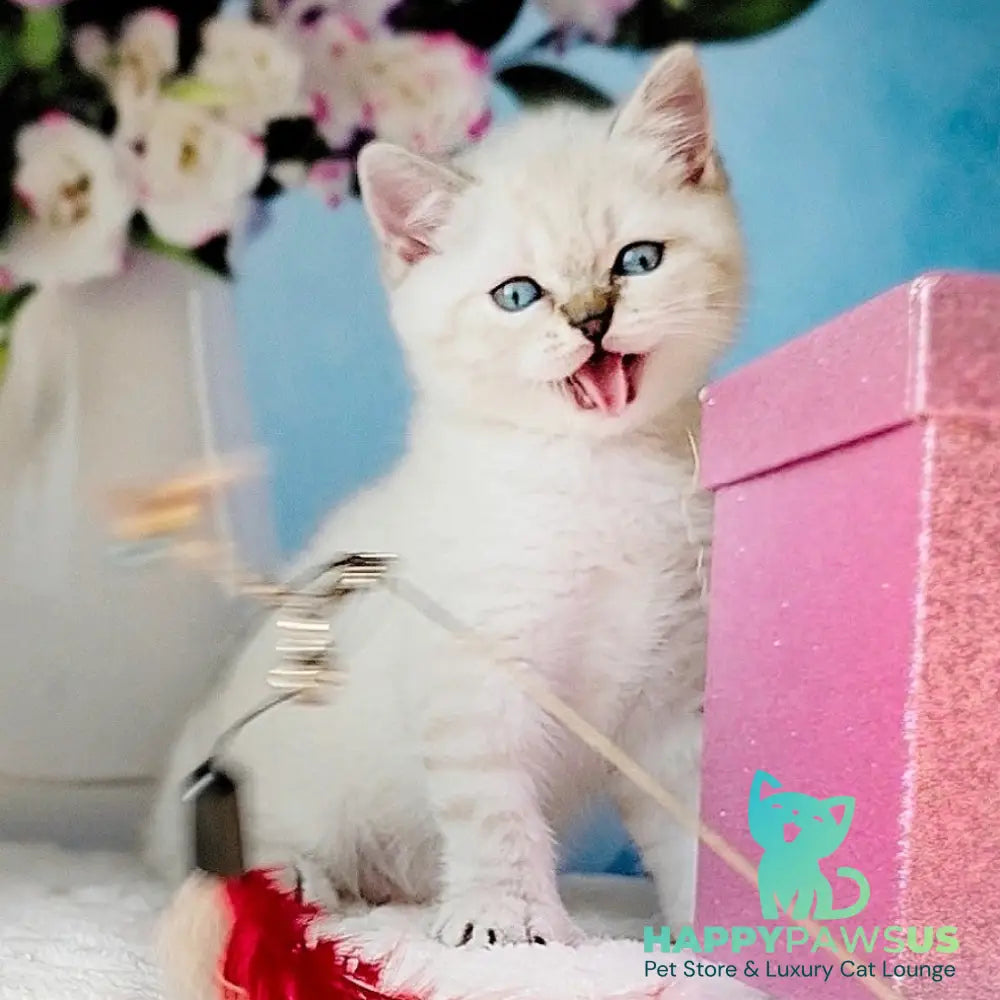 Charlie Scottish Straight male chocolate tabby pointed - live animals