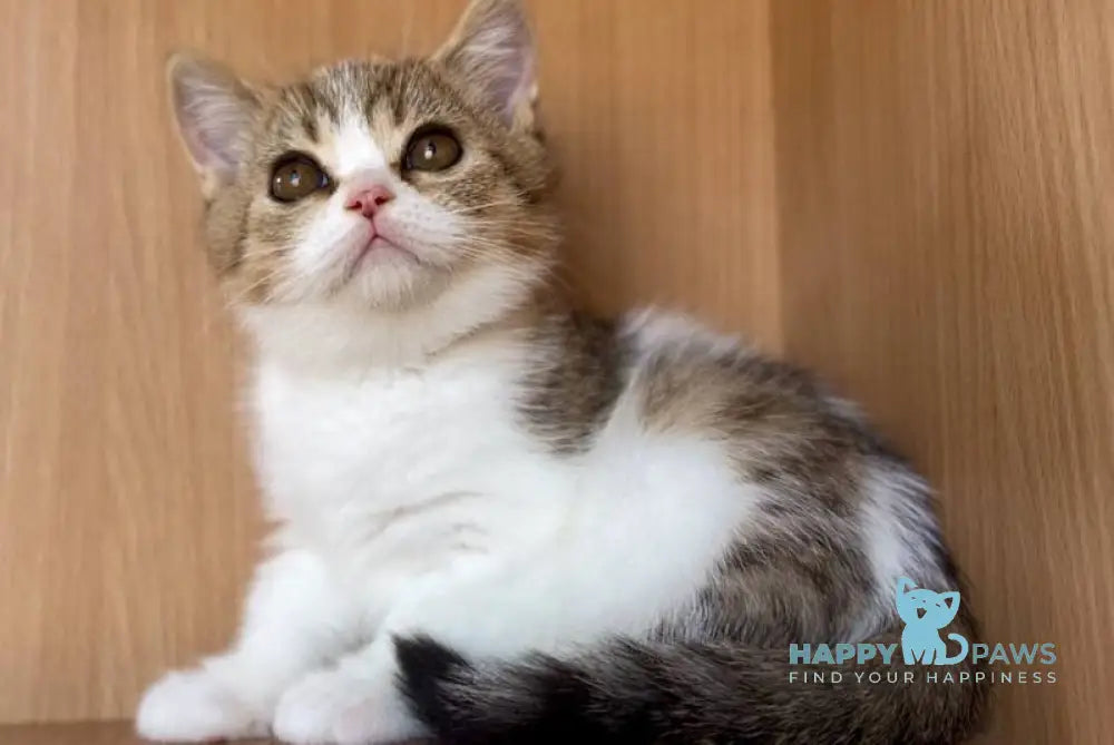 Charly British Shorthair male black golden bicolour spotted tabby live animals